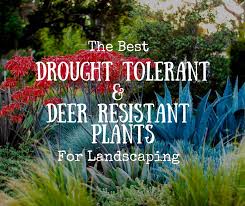 Descriptions of easy to use deer repellents and fencing. The Best Drought Tolerant Deer Resistant Plants For Landscaping Boerne Real Estate For Sale