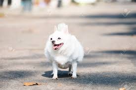 Image result for chihuahua big obesity