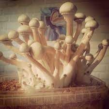 Pin On Shrooms