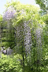When To Prune A Wisteria Vine Ehow Com Wisteria Vines Pergola
