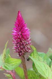 Celosia Argentea Flower Essence Best Flower Wallpaper