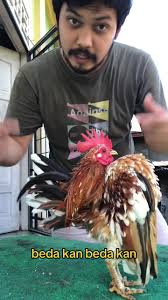 Ayam Terkecil Di Dunia Selain Ayam Kate