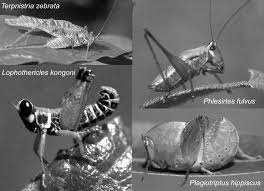 Image result for Agelanthus tanganyikae