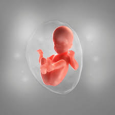 26 Schwangerschaftswoche 26 Ssw Alle Infos Eltern De