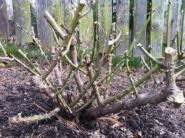 But mention pruning roses and many people come up in a cold sweat. How To Prune Roses