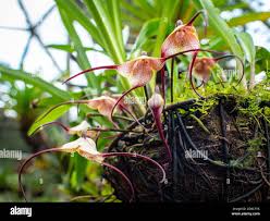 Monkey orchid (Dracula Simia), Rare ...