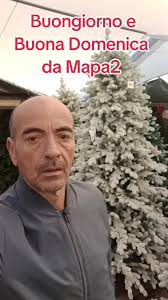 Ampio assortimento di alberi di Natale e luminarie