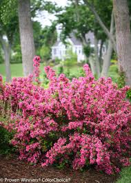 Florida florist florida florist association florida florists online florida florists scarborough florida floristeria manizales florida florist of lady lake florida blue flower bush florida buttercup flower sarasota fl florist beneva naples florida best florist florida florist certification florida flower catalogs. Sonic Bloom Pink Reblooming Weigela Weigela Florida Piante Da Esterni Piante All Aperto