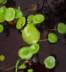 Image result for Hydrocotyle mannii