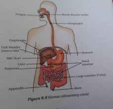 Feb 25, 2021 · kinetic analysis shows that iron deficiency decreases liver vitamin a mobilization in rats. Draw A Diagram Depicting Human Alimentary Canal And Label On It Gall Bladder Liver Pancreas Brainly In