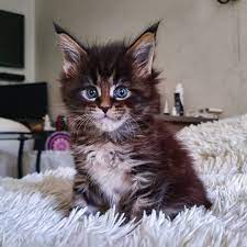 Pin On Maine Coon