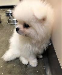 Pom pom puppies are ready to come to life! Cbp And Cdc At Lax Stop Attempt To Smuggle Eight Pomeranian Puppies From Russia U S Customs And Border Protection