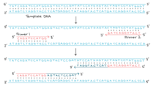 Polymerase Chain Reaction Pcr Article Khan Academy