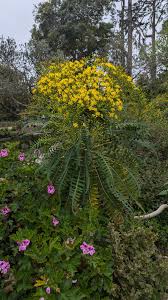 Image result for Sonchus friesii