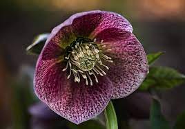 By holicrabe · september 2, 2017. 10 Fleurs D Hiver Plantes Arbustes Grimpantes Jardiner Malin