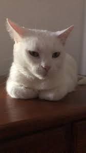 Bastet the 3-legged rescue cat