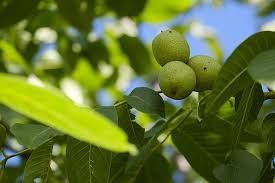 Walnut trees not only provide you with nutritious and delicious fruits, but their wood is highly prized for furniture, and they provide great shade for your garden! Walnut Tree 1080p 2k 4k 5k Hd Wallpapers Free Download Wallpaper Flare