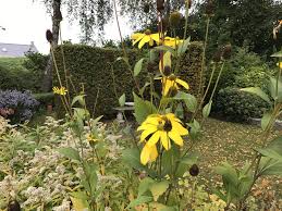 Rudbeckia Gele Zonnehoed Zonnehoeden Geel