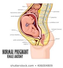 Female Pregnant Anatomy Images Stock Photos Vectors