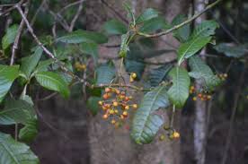 Image result for Maranthes goetzeniana