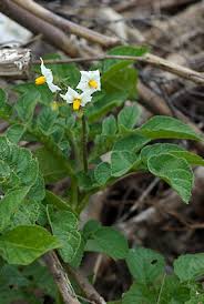 Image result for Solanum tuberosum