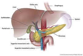 Image result for pancreas)