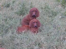 We did not find results for: Purebred Redbone Coonhound Puppies 5 Girls 9wks Lab Lookalikes For Sale In Frederick Maryland Classified Americanlisted Com
