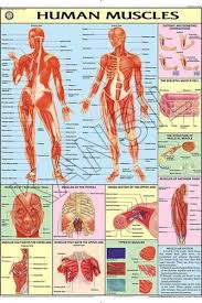 Muscles For Human Physiology Chart