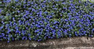 This annual arrangement is the main reason we use annual flowers and plants in our northern virginia gardens is that they sometimes when we design a landscape we leave bedding areas open in the permanent garden for. 29 Annuals To Grow In Sunny Hot Dry Places With Pictures