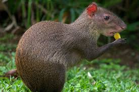 Tropical rainforests grow in the hot, wet, humid places near the equator. Rainforest Preservation Depends On Animal Poop