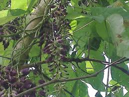 Image result for Mucuna pruriens