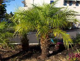 Check spelling or type a new query. Pygmy Date Palm Guide How To Grow Care For Phoenix Roebelenii