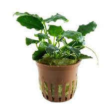 Image result for Nesaea polycephala