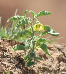 Image result for Physalis viscosa