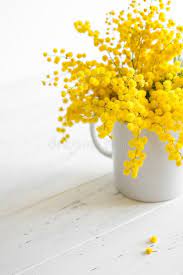 Bouquet Of Mimosa Flowers On White Wooden Background Springtime Bright Bouquet Sponsored Flowers White Bo Mimosa Flower Dried Flowers Yellow Flowers
