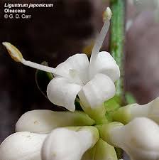 Image result for Oleaceae