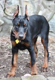 We did not find results for: European Doberman Puppies For Sale In Ohio