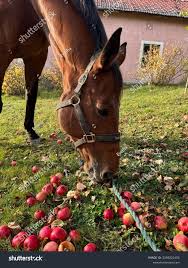 Horse Eating Apples On Green Grass Stock Photo 2569221403 | Shutterstock