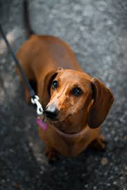 Search by gender, price, & more. Chriss Unique Dachshund S Home Facebook