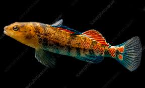 Image result for Platostoma strictum