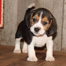 Explore 151 listings for beagle puppies for sale at best prices. Joy Beagle Puppy 624138 Puppyspot