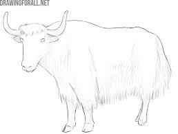 How To Draw A Yak Drawingforall Net I will be drawing using circles and lines so that i can get a main outline of what pose im wanting to get befor putting all the detail in. how to draw a yak drawingforall net
