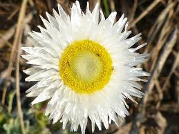 Image result for Helichrysum aureum
