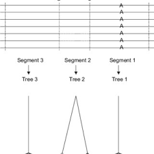 Horizontal lines in certain table cells. An Example Of Dna Sequences Horizontal Lines And The Genealogical Download Scientific Diagram