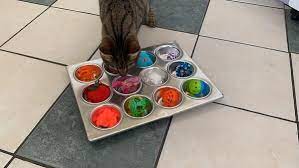Pin On Pet Boredom Busters And Enrichment