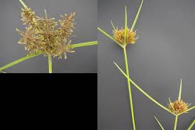 Image result for Pycreus polystachyos