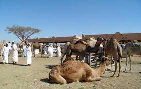 The al ain camel market features the marketing and trading of camels among the natives of the camel traders of. Al Ain Camel Market Abu Dhabi Ticket Price Timings Address Triphobo