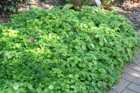 Image result for Pilea rivularis