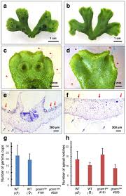 Epidermis, photosynthetic region and storage. An Evolutionarily Conserved Mechanism For Production Of Secondary Meristems In Land Plants Biorxiv