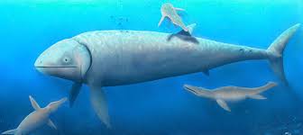 A new addition is bonnerichthys, yet another large. Leedsichthys Facts And Pictures